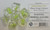 Imperium: Clear Frog Critters Resin 7 Dice Set