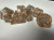 Imperium: Sparkling Puppy Critters Resin 7 Dice Set